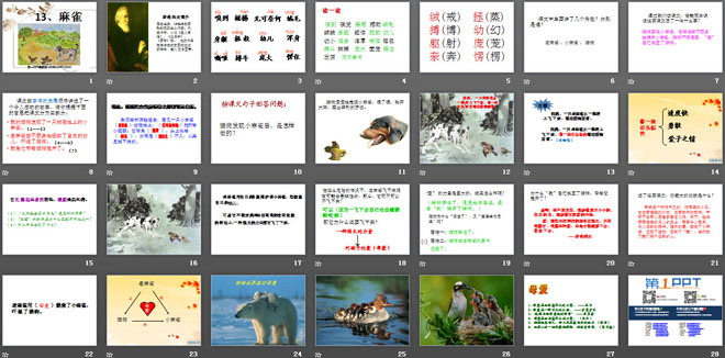 《麻雀》PPT课件4