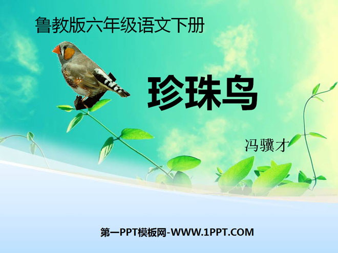 《珍珠鸟》PPT课件14