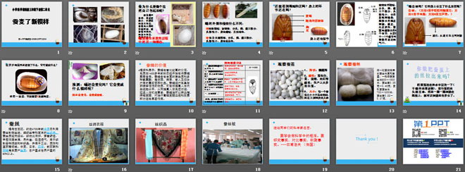 《蚕变了新模样》动物的生命周期PPT课件3