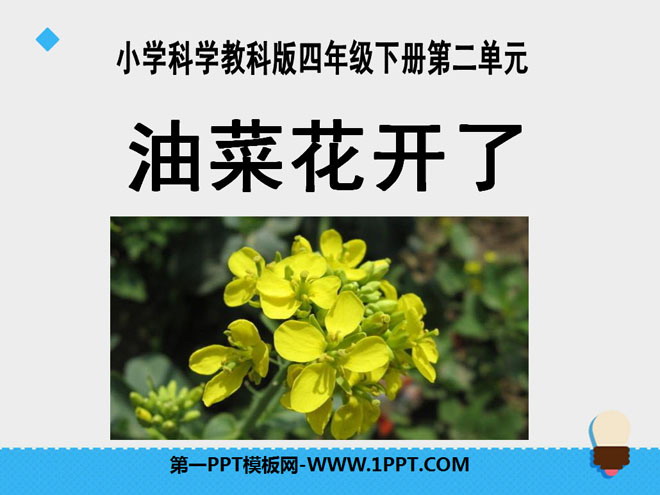 《油菜花开了》新的生命PPT课件2