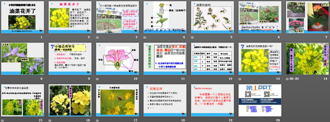 《油菜花开了》新的生命PPT课件2