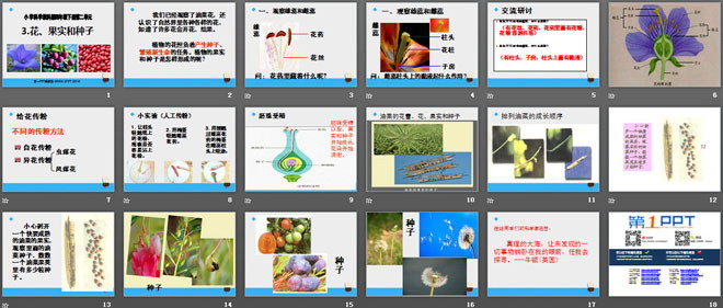 《花、果实和种子》新的生命PPT课件2