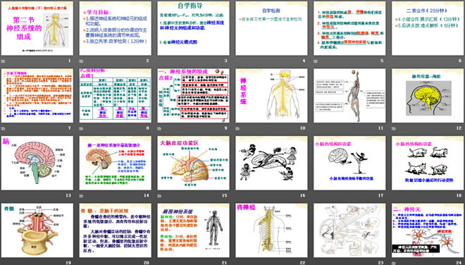 《神经系统的组成》人体生命活动的调节PPT课件2