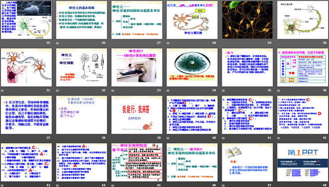 《神经系统的组成》人体生命活动的调节PPT课件2