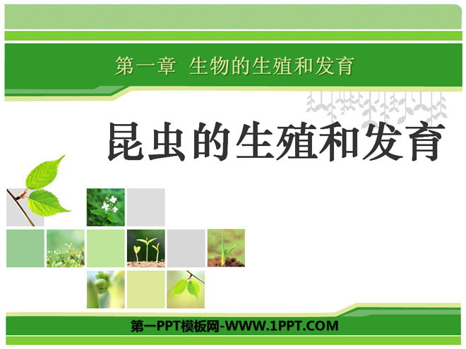 《昆虫的生殖和发育》生物的生殖和发育PPT课件3