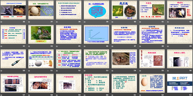 《鸟的生殖和发育》生物的生殖和发育PPT课件4