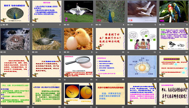 《鸟的生殖和发育》生物的生殖和发育PPT课件5