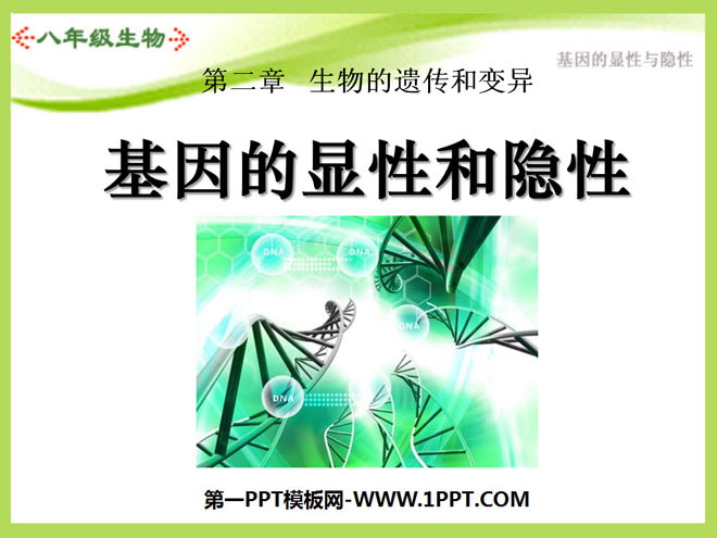 《基因的显性和隐性》生物的遗传和变异PPT课件2