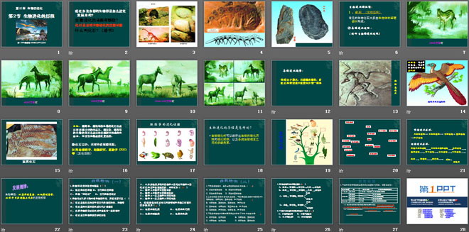 《生物进化的历程》生物的进化PPT课件4