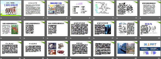 《生物进化的历程》生物的进化PPT课件5