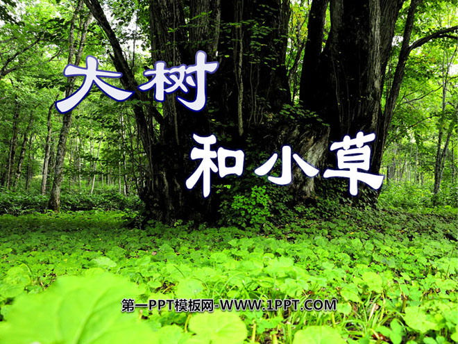 《大树和小草》植物PPT课件2