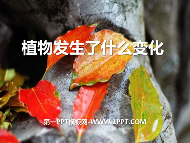 《植物发生了什么变化》植物PPT课件3