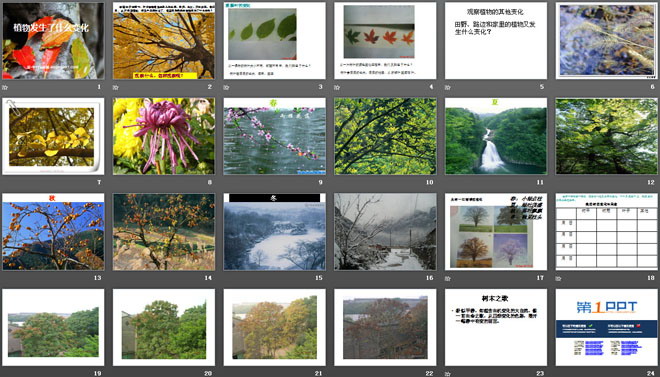 《植物发生了什么变化》植物PPT课件3