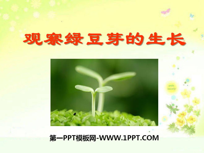 《观察绿豆芽的生长》生物与环境PPT课件4