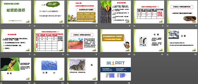 《蚯蚓的选择》生物与环境PPT课件4