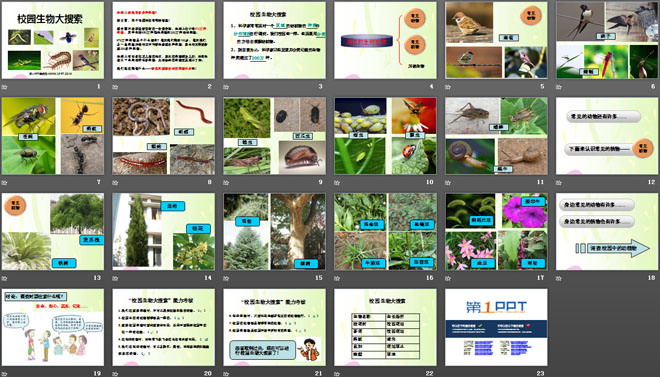 《校园生物大搜索》生物的多样性PPT课件4