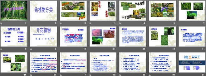 《多种多样的植物》生物的多样性PPT课件3