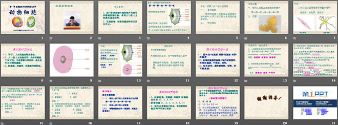 《动物细胞》细胞是生命活动的基本单位PPT课件2