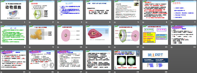 《动物细胞》细胞是生命活动的基本单位PPT课件7