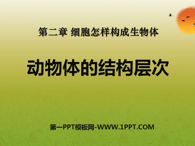 《动物体的结构层次》细胞怎样构成生物体PPT课件2