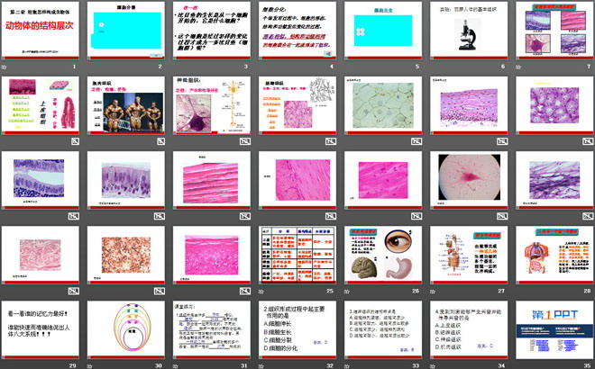 《动物体的结构层次》细胞怎样构成生物体PPT课件5