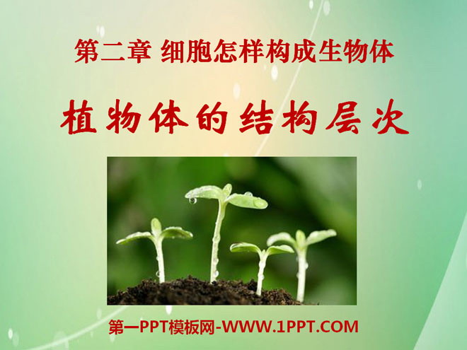 《植物体的结构层次》细胞怎样构成生物体PPT课件5