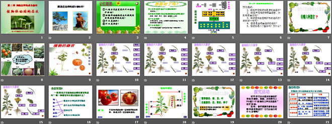 《植物体的结构层次》细胞怎样构成生物体PPT课件5