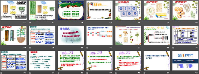 《植物体的结构层次》细胞怎样构成生物体PPT课件5
