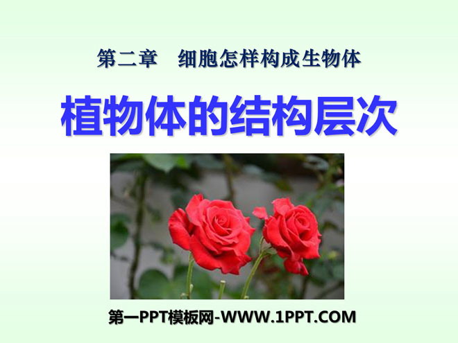 《植物体的结构层次》细胞怎样构成生物体PPT课件6