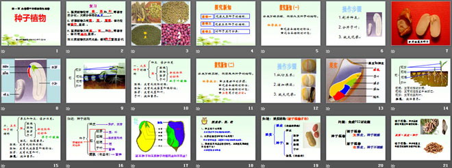 《种子植物》生物圈中有哪些绿色植物PPT课件3
