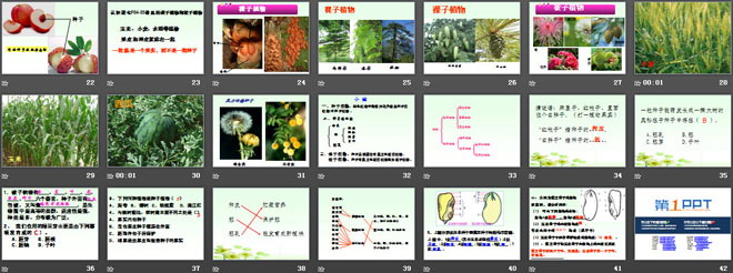 《种子植物》生物圈中有哪些绿色植物PPT课件3