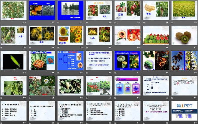 《种子植物》生物圈中有哪些绿色植物PPT课件6