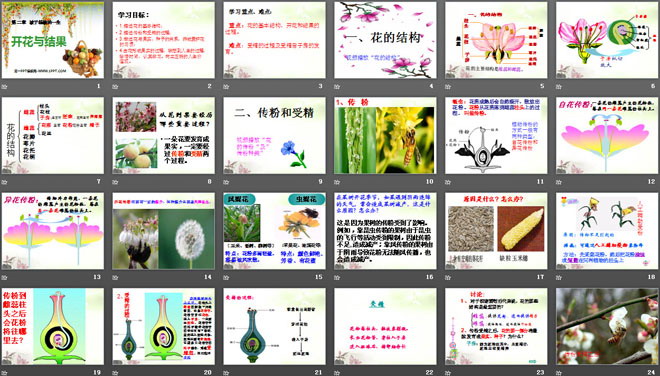 《开花和结果》被子植物的一生PPT课件6