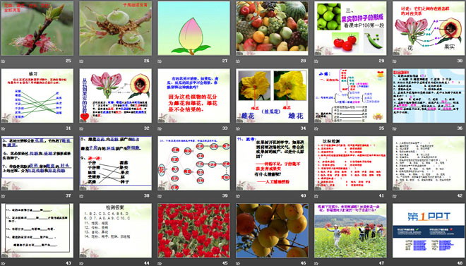 《开花和结果》被子植物的一生PPT课件6