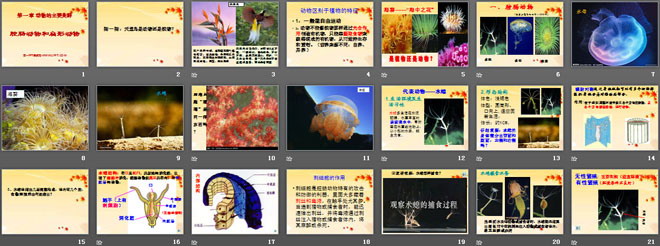 《腔肠动物和扁形动物》动物的主要类群PPT课件4