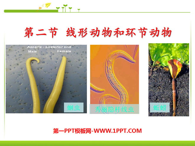 《线形动物和环节动物》动物的主要类群PPT课件8
