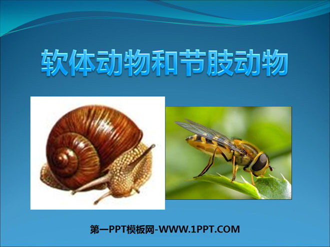 《软体动物和节肢动物》动物的主要类群PPT课件