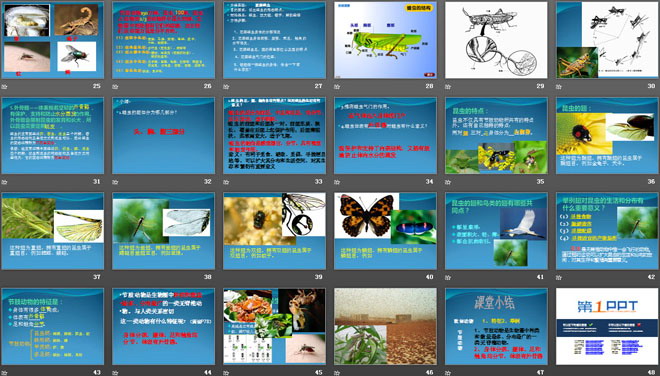 《软体动物和节肢动物》动物的主要类群PPT课件