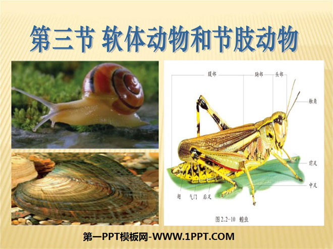 《软体动物和节肢动物》动物的主要类群PPT课件4