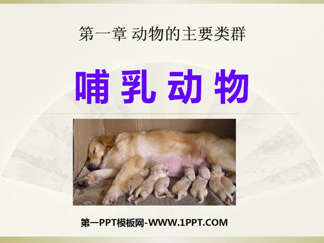 《哺乳动物》动物的主要类群PPT课件2