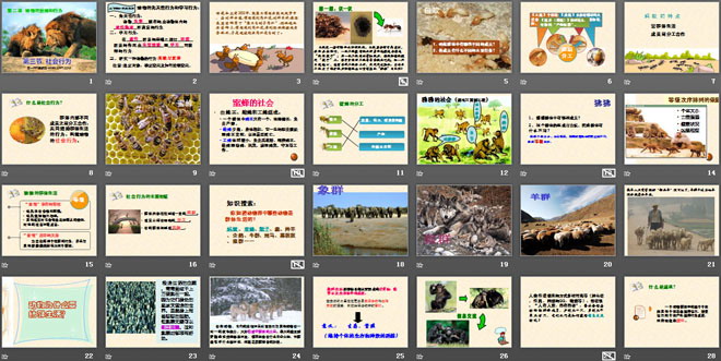 《社会行为》动物的运动和行为PPT课件