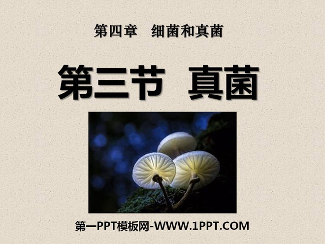 《真菌》细菌和真菌PPT课件5