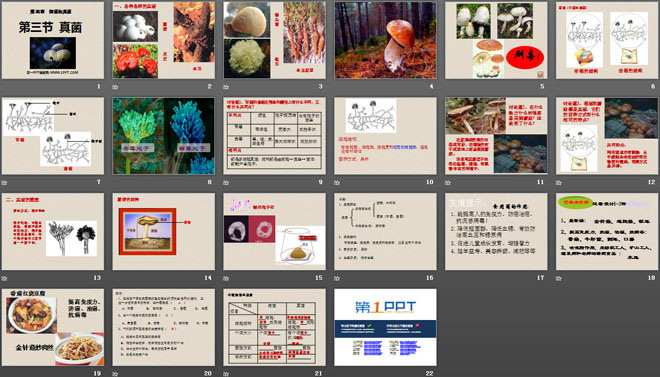 《真菌》细菌和真菌PPT课件5