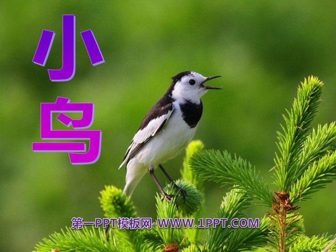 《小鸟》PPT课件