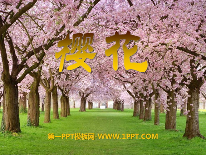 《樱花》PPT课件3
