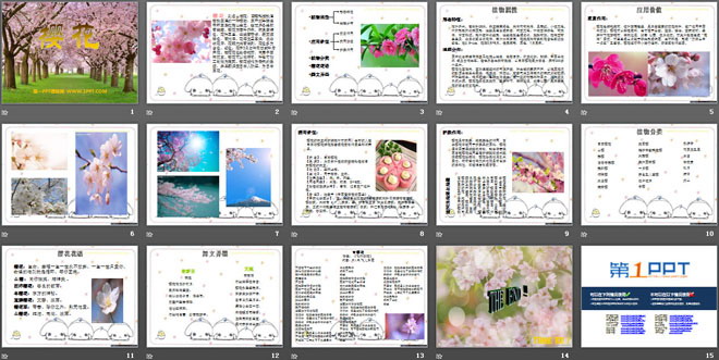 《樱花》PPT课件3