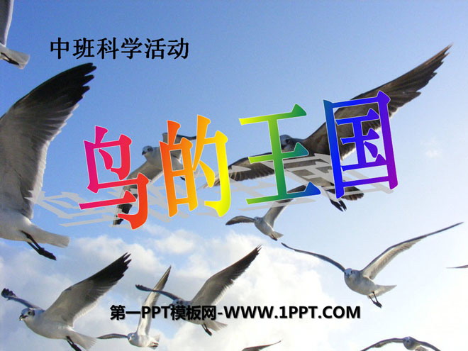 《鸟的王国》PPT课件