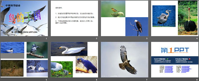 《鸟的王国》PPT课件