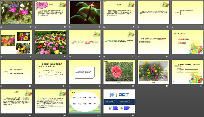 《太阳花》PPT课件2