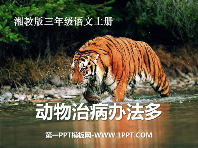 《动物治病办法多》PPT课件